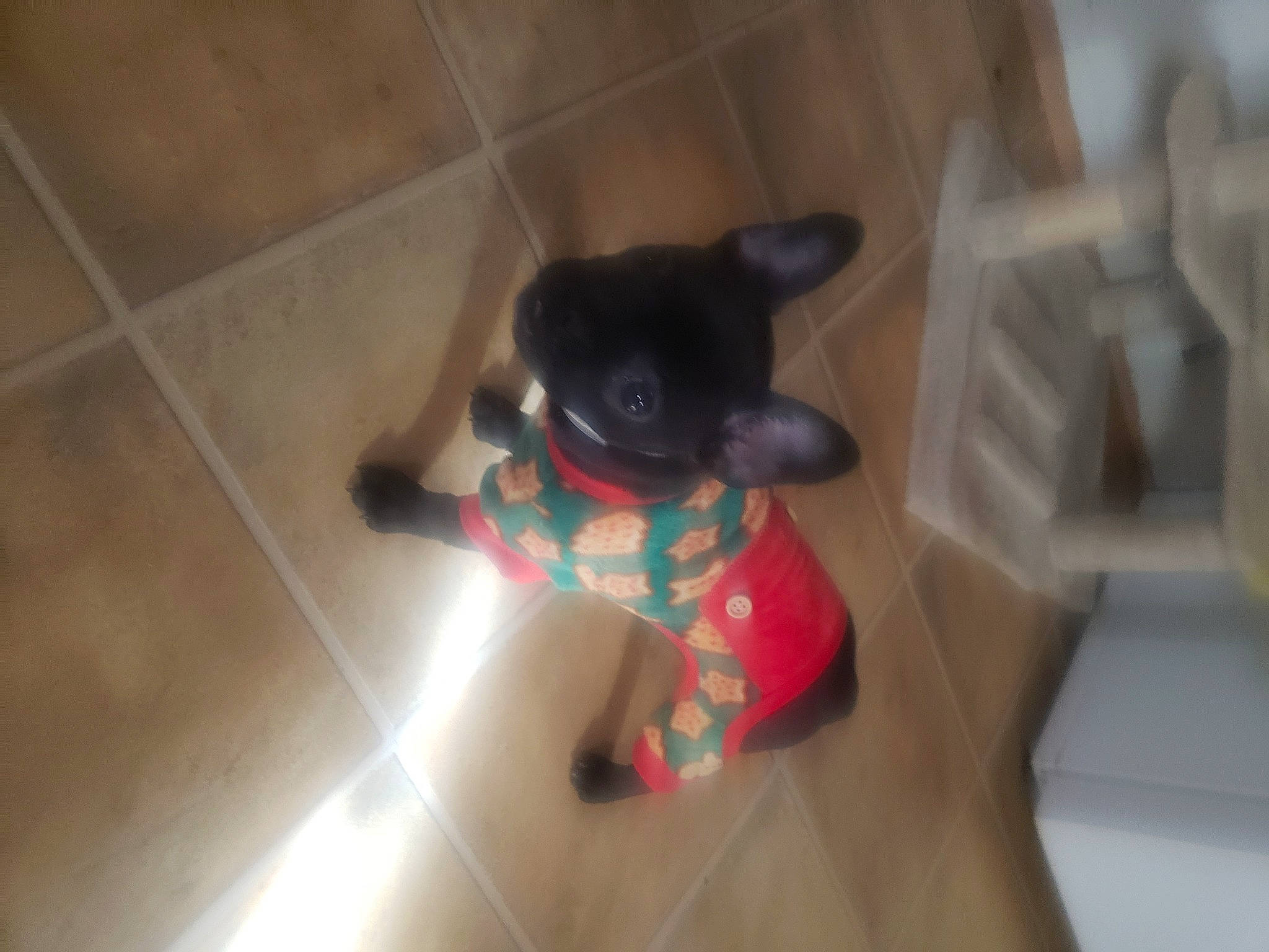 Koko Mai is registered to the contest to win money with this photo: carmine, carnivore, comfort, companion_dog, dog_breed, fawn, felidae, flooring, fur, hardwood, plush, room, snout, stuffed_toy, tail, toy, toy_dog, whiskers, wood, working_animal