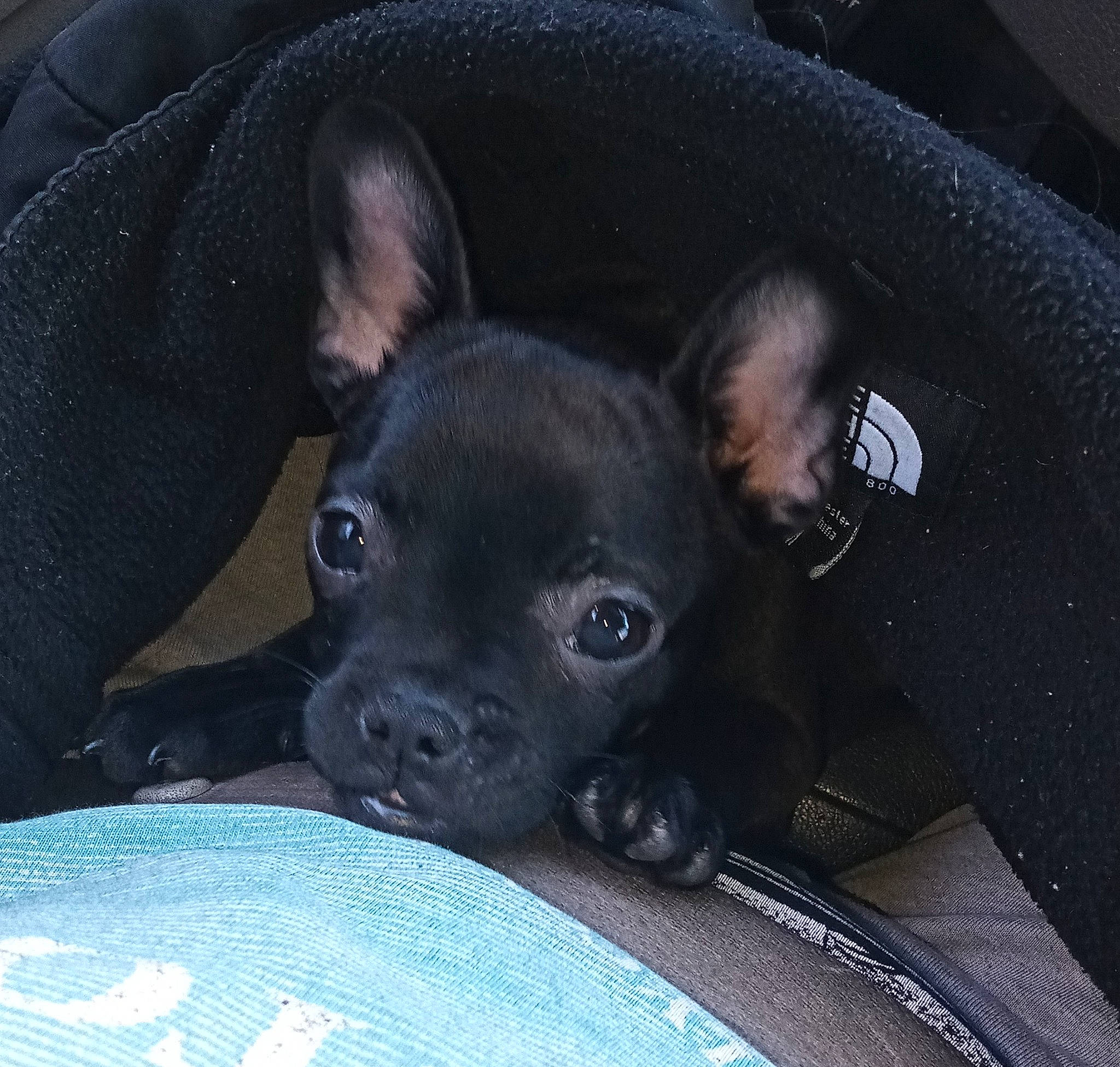 Koko Mai joined the competition — help win amazing prizes! canidae, carnivore, comfort, companion_dog, dog, dog_breed, ear, fawn, fur, guard_dog, non_sporting_group, puppy, snout, sporting_group, terrestrial_animal, toy_dog, whiskers, working_animal