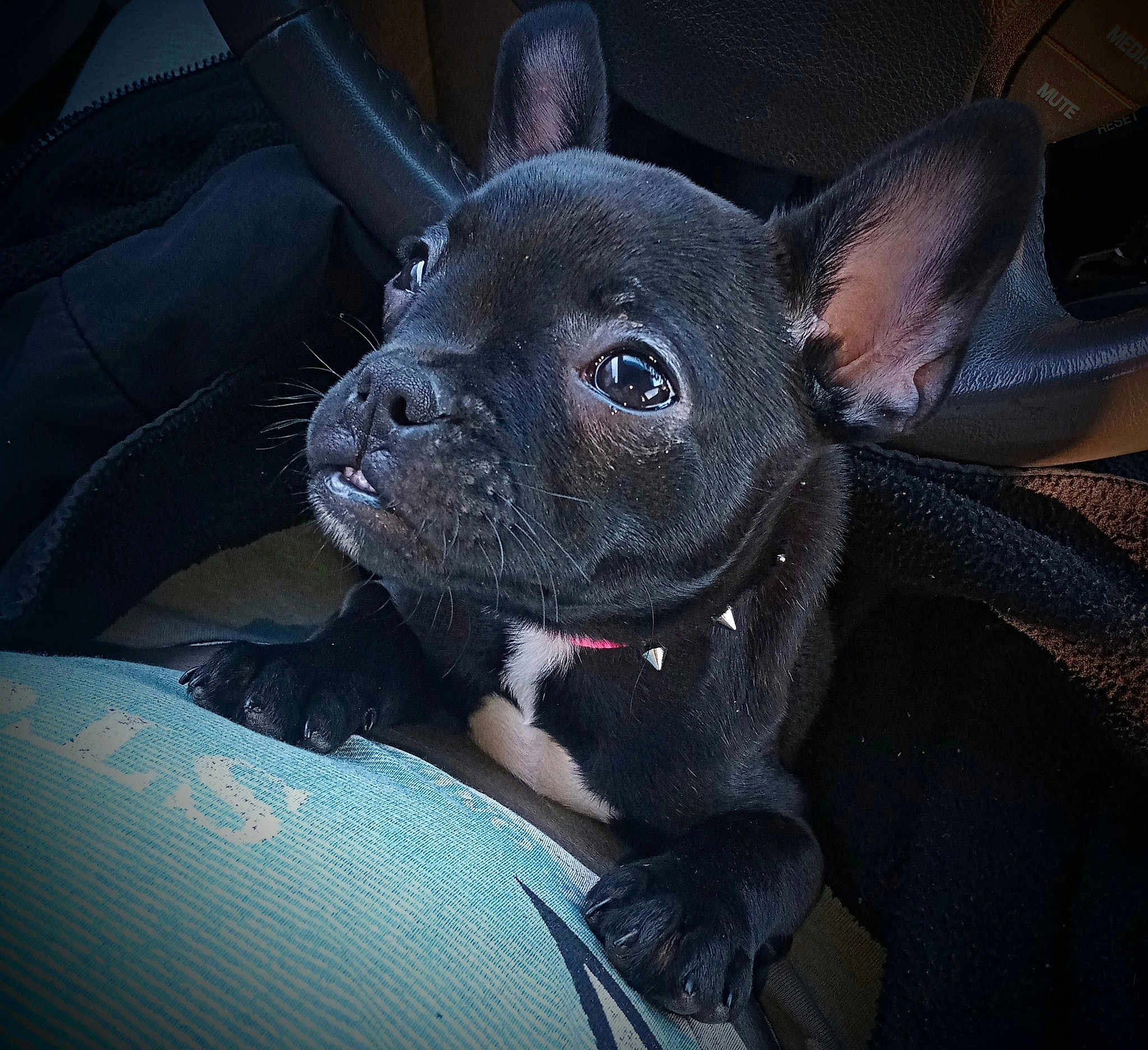 Koko Mai