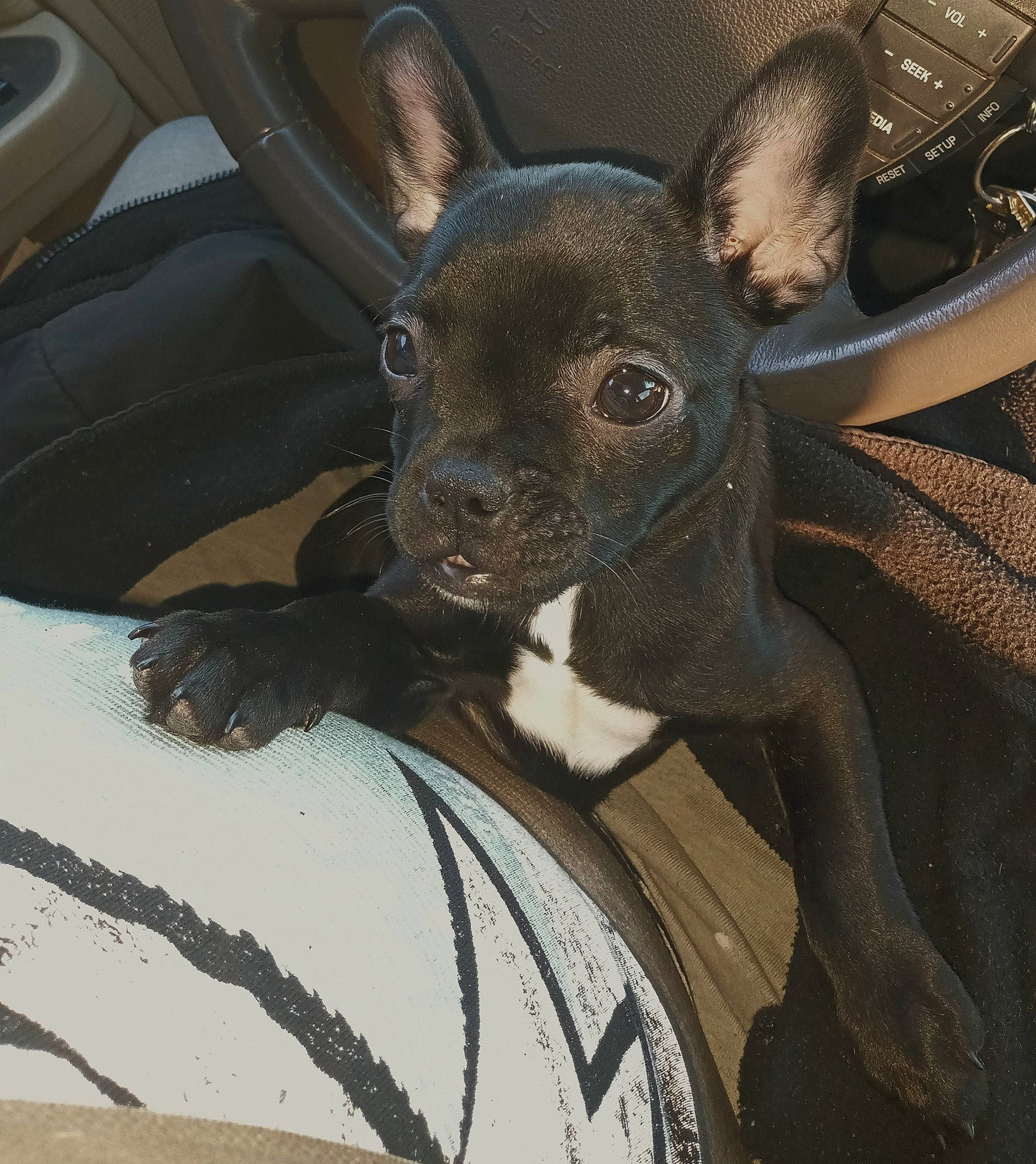 Koko Mai joined the competition — help win amazing prizes! automotive_wheel_system, canidae, carnivore, dog_breed, ear, fawn, felidae, fur, marsupial, mechanical_fan, paw, snout, terrestrial_animal, toy_dog, wallaby, whiskers, wildlife, window, working_animal