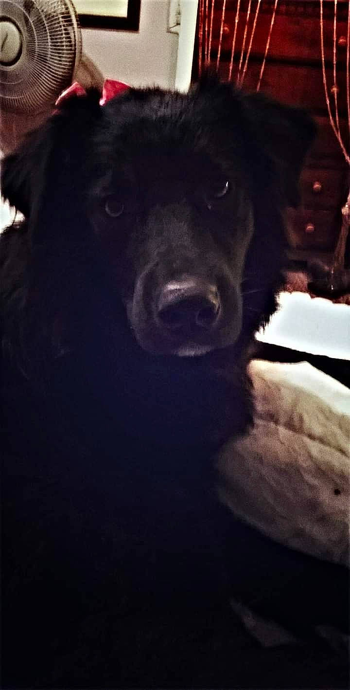 Duhlata Kay is registered to the contest to win money with this photo: borador, canidae, carnivore, companion_dog, darkness, dog, dog_breed, electric_blue, fur, monochrome_photography, night, sporting_group, terrestrial_animal, tints_and_shades, whiskers, working_animal