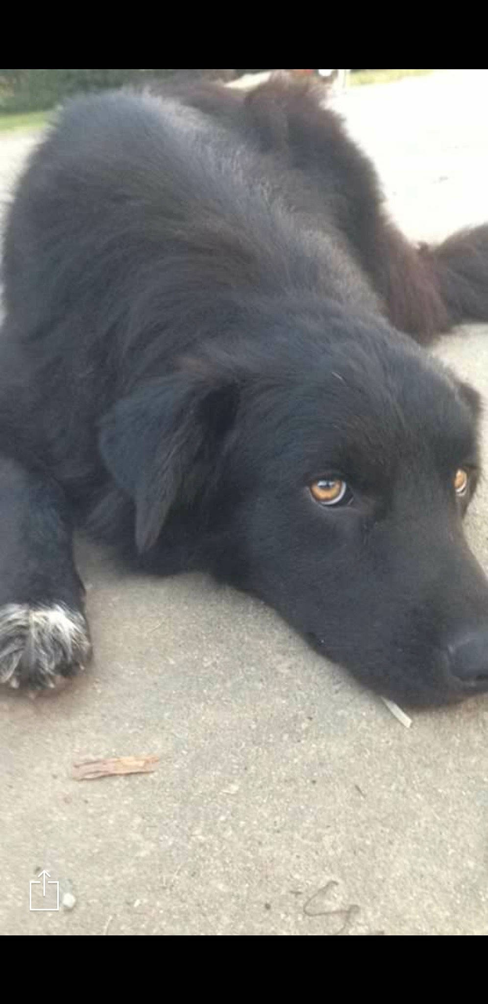 Duhlata Kay joined the competition — help win amazing prizes! borador, canidae, carnivore, companion_dog, dog, dog_breed, fur, mammal, snout, sporting_group, vertebrate, working_animal, working_dog