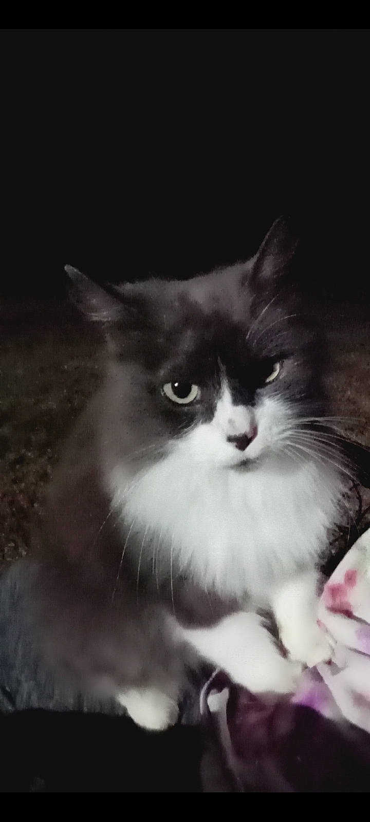 Boots-e is registered to the contest to win money with this photo: carnivore, cat, darkness, domestic_short_haired_cat, felidae, fur, iris, monochrome, monochrome_photography, sitting, small_to_medium_sized_cats, snout, tail, whiskers