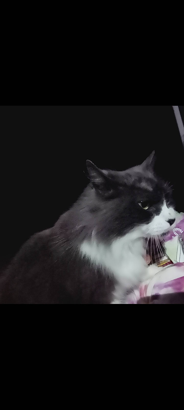 Boots-e is registered to the contest to win money with this photo: carnivore, cat, darkness, domestic_short_haired_cat, fang, felidae, flash_photography, fur, monochrome, monochrome_photography, night, sky, small_to_medium_sized_cats, snout, whiskers, window