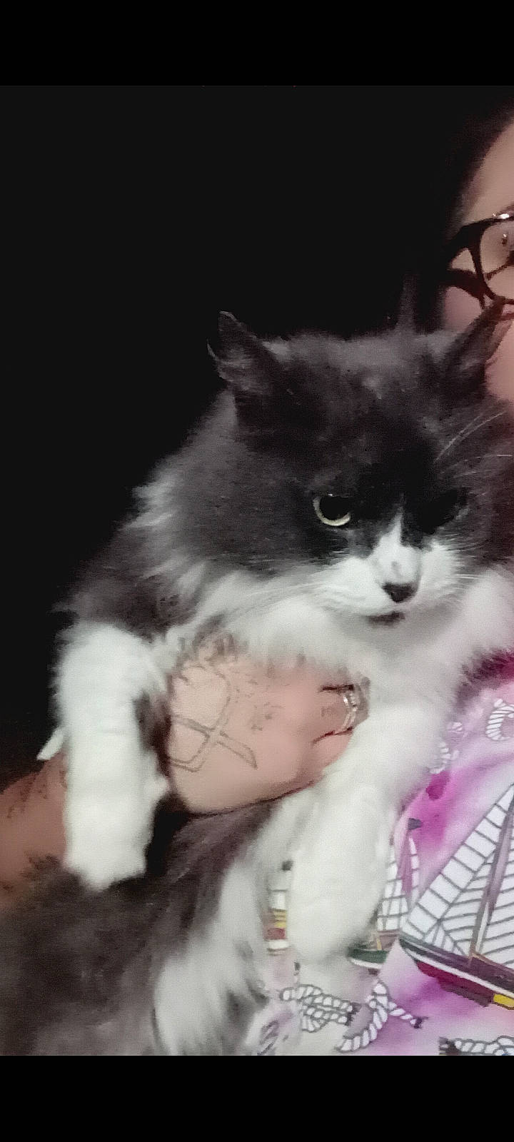 Boots-e joined the competition — help win amazing prizes! art, carnivore, cat, claw, darkness, domestic_short_haired_cat, felidae, fur, gesture, happy, love, paw, photo_caption, small_to_medium_sized_cats, snout, tail, whiskers