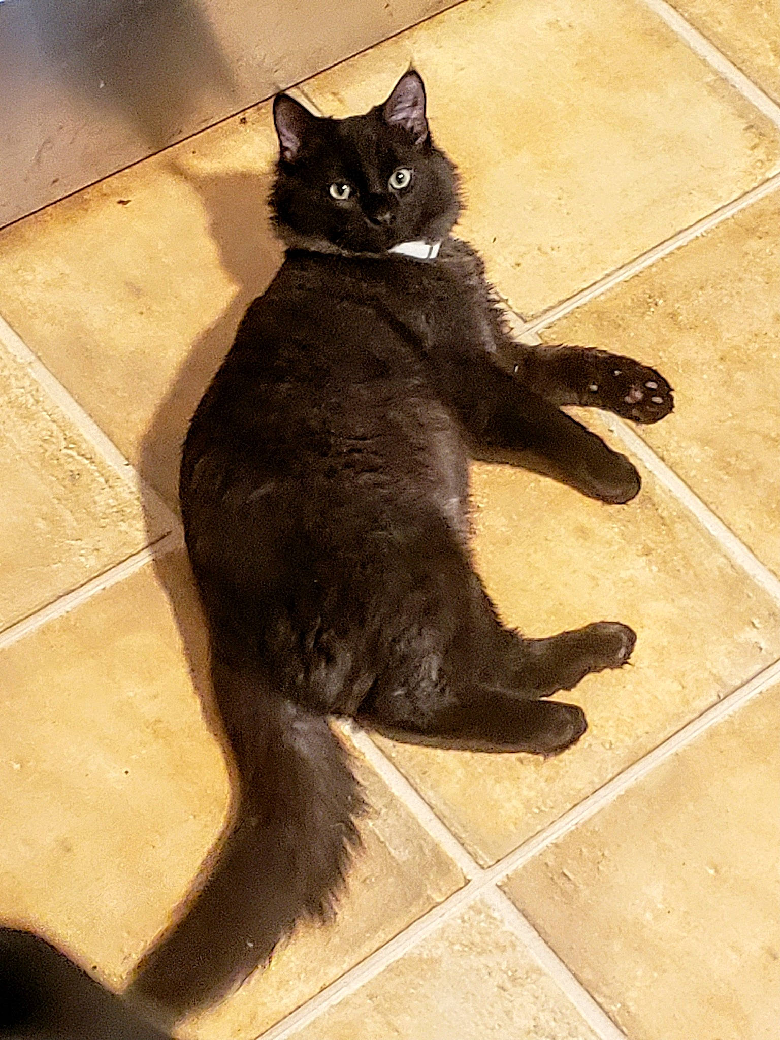 Rusty joined the competition — help win amazing prizes! black_cat, bombay, carnivore, cat, claw, domestic_short_haired_cat, felidae, floor, flooring, foot, fur, human_leg, paw, shadow, small_to_medium_sized_cats, snout, tail, terrestrial_animal, whiskers, wood