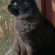 Rusty joined the competition — help win amazing prizes! animal, black_cat, calm, cat, domestic_cat, feline, fur, greenery, houseplant, indoor, looking_outside, natural_light, pet, plant, quiet, side_view, sitting, window, windowsill, wood