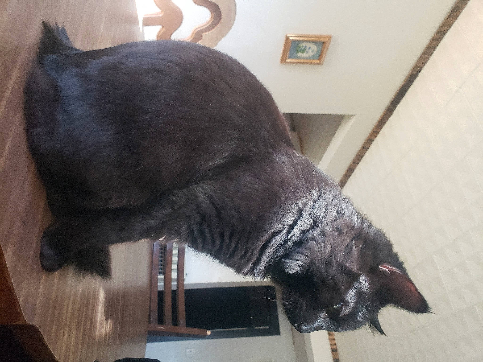 Rusty joined the competition — help win amazing prizes! black_cat, bombay, carnivore, cat, claw, dog_breed, domestic_short_haired_cat, felidae, fur, natural_material, picture_frame, small_to_medium_sized_cats, snout, sporting_group, tail, terrestrial_animal, whiskers