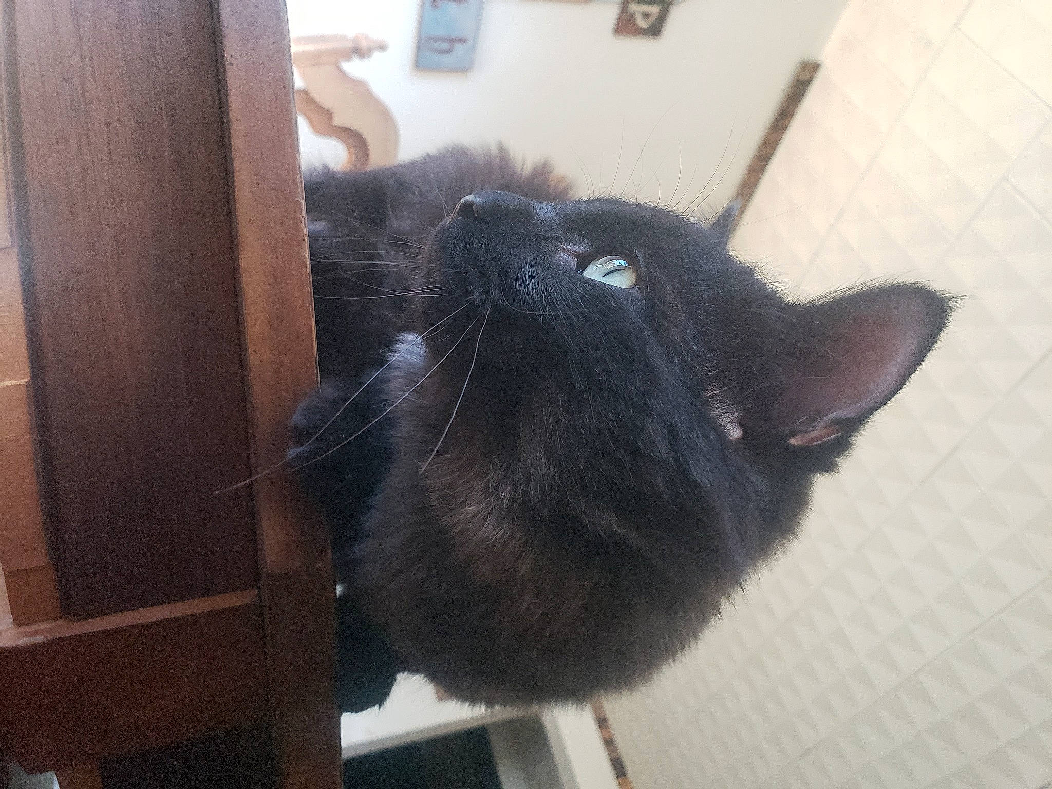 Rusty joined the competition — help win amazing prizes! black_cat, carnivore, cat, claw, comfort, domestic_short_haired_cat, ear, felidae, flooring, fur, hardwood, room, small_to_medium_sized_cats, snout, tail, terrestrial_animal, whiskers, window, wood