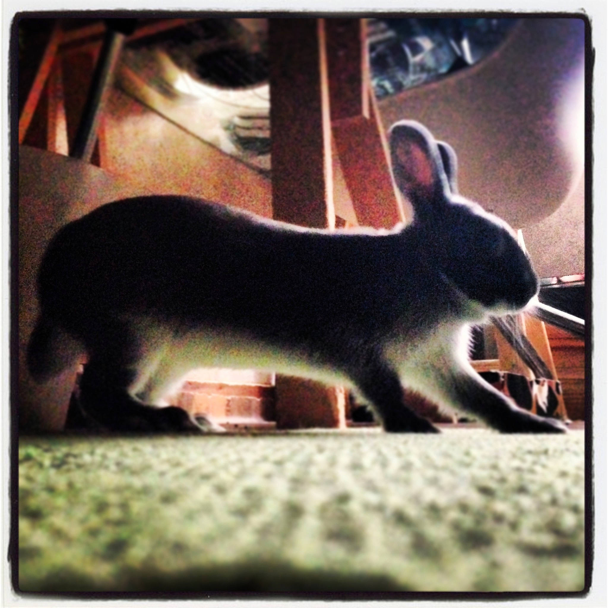 Zadig participe au concours pour gagner de l'argent avec cette photo : domestic_rabbit, hare, rabbit, rabbits_and_hares, square, wildlife, wood_rabbit