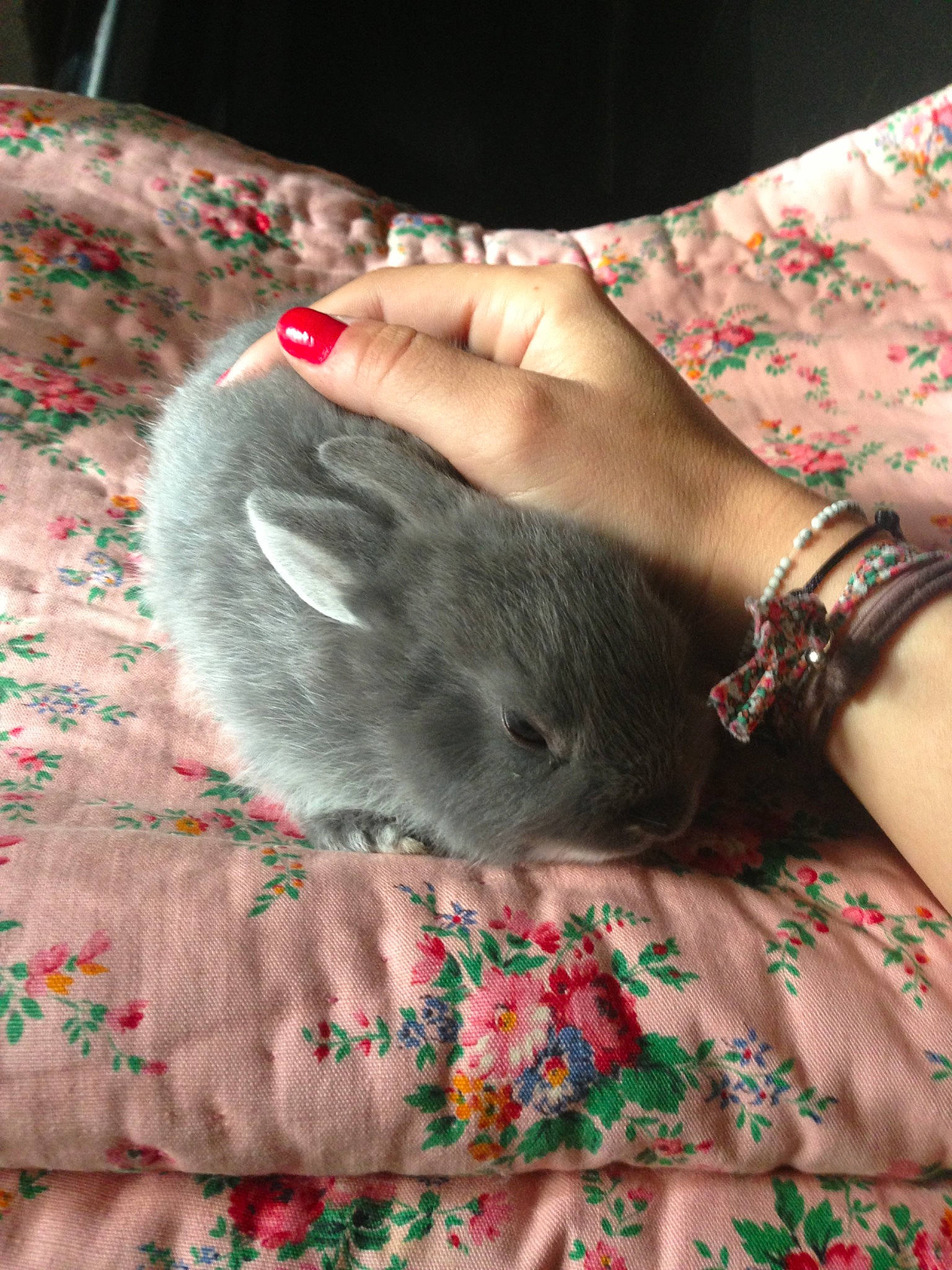 Zadig a rejoint le concours — aidez-le/la à gagner de superbes lots ! domestic_rabbit, fawn, fur, hamster, hand, rabbit, rabbits_and_hares, rat, rodent, skin