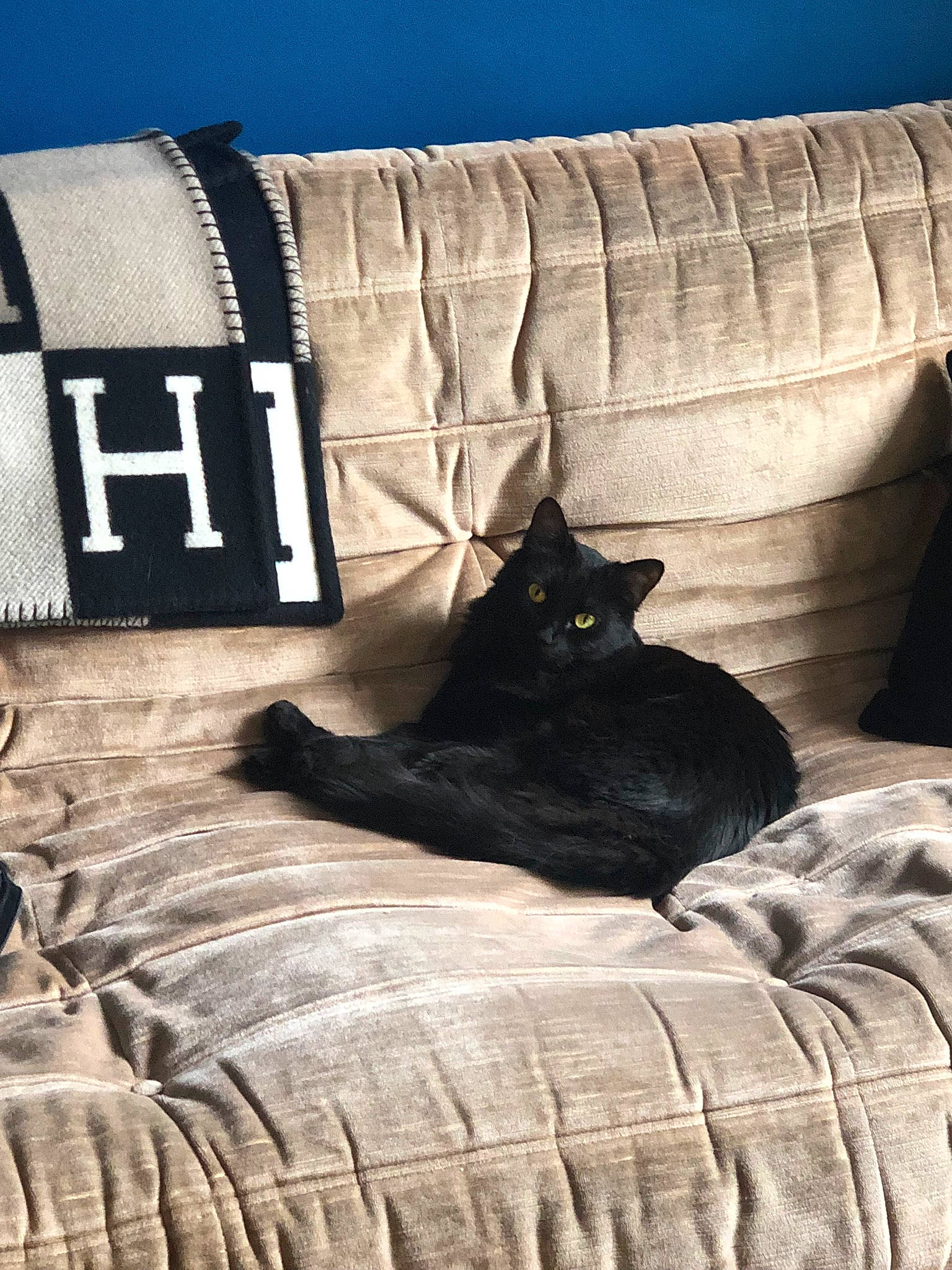 Boulette a rejoint le concours — aidez-le/la à gagner de superbes lots ! bed, bed_sheet, bedding, black, black_cat, bombay, carnivore, cat, comfort, cushion, domestic_short_haired_cat, felidae, furniture, linens, pillow, room, small_to_medium_sized_cats, textile, throw_pillow, whiskers