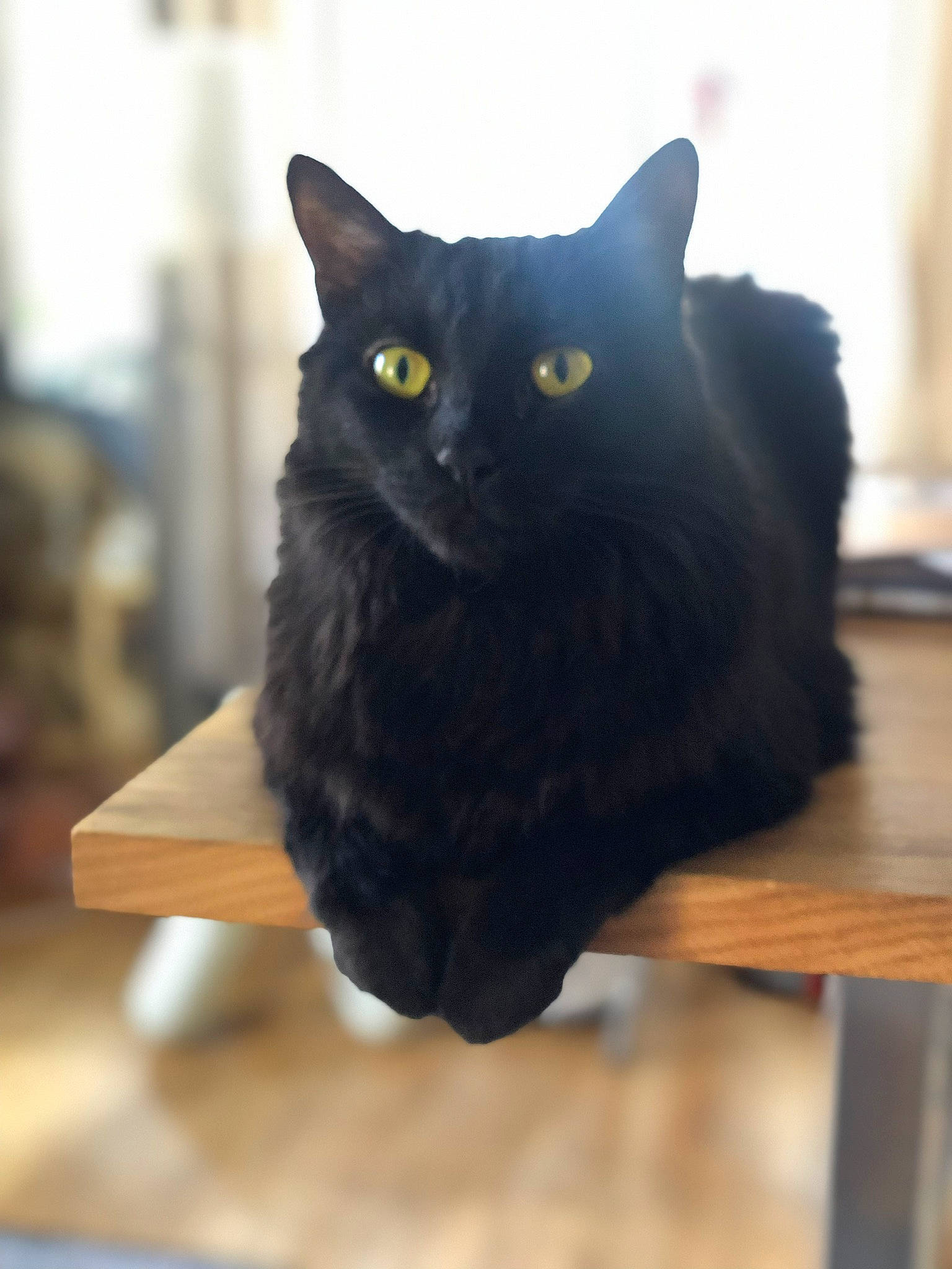 Boulette participe au concours pour gagner de l'argent avec cette photo : asian, black, black_cat, bombay, carnivore, cat, domestic_long_haired_cat, domestic_short_haired_cat, eye, felidae, fur, kitten, nebelung, norwegian_forest_cat, small_to_medium_sized_cats, turkish_angora, whiskers