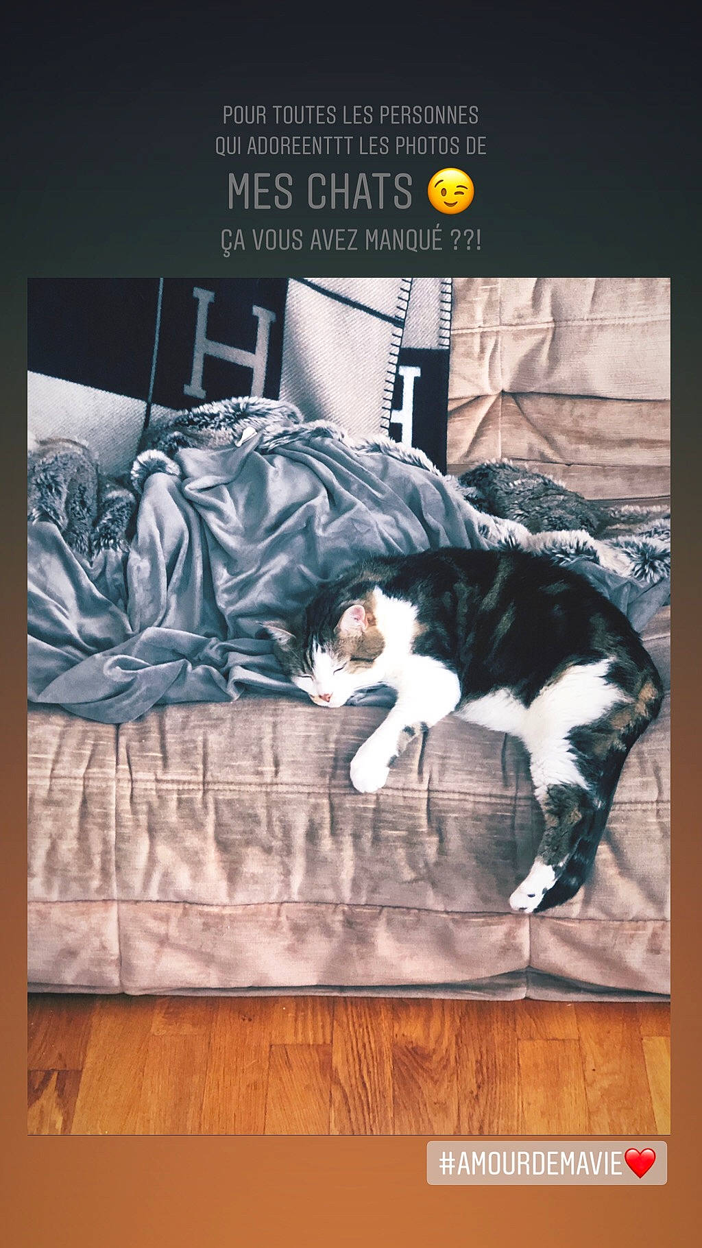 Bibiche a rejoint le concours — aidez-le/la à gagner de superbes lots ! advertising, canidae, photo_caption, photography, room