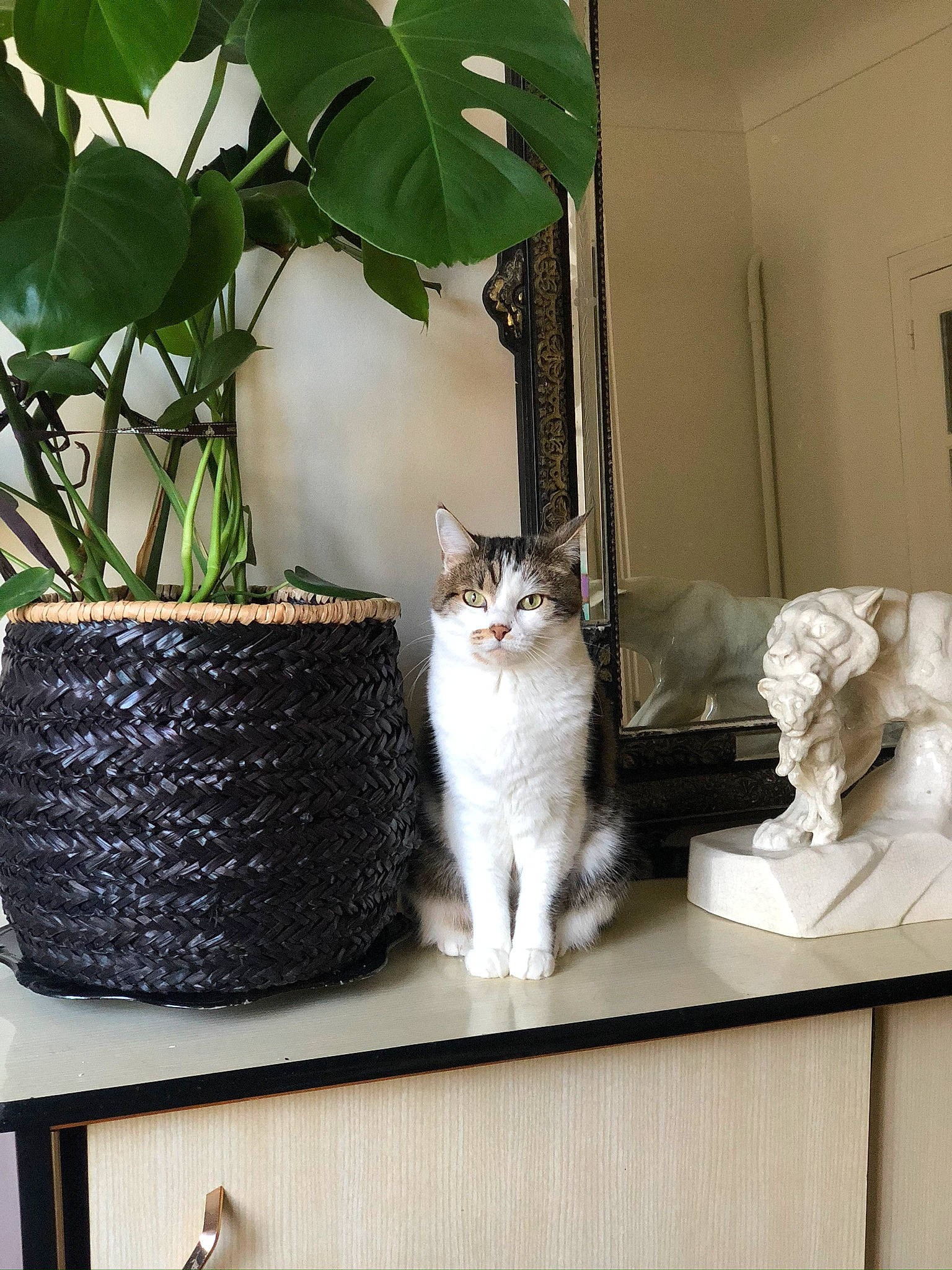 Bibiche a rejoint le concours — aidez-le/la à gagner de superbes lots ! aegean_cat, carnivore, cat, domestic_short_haired_cat, european_shorthair, felidae, flowerpot, home, houseplant, interior_design, kitten, plant, room, small_to_medium_sized_cats, turkish_van, whiskers, window