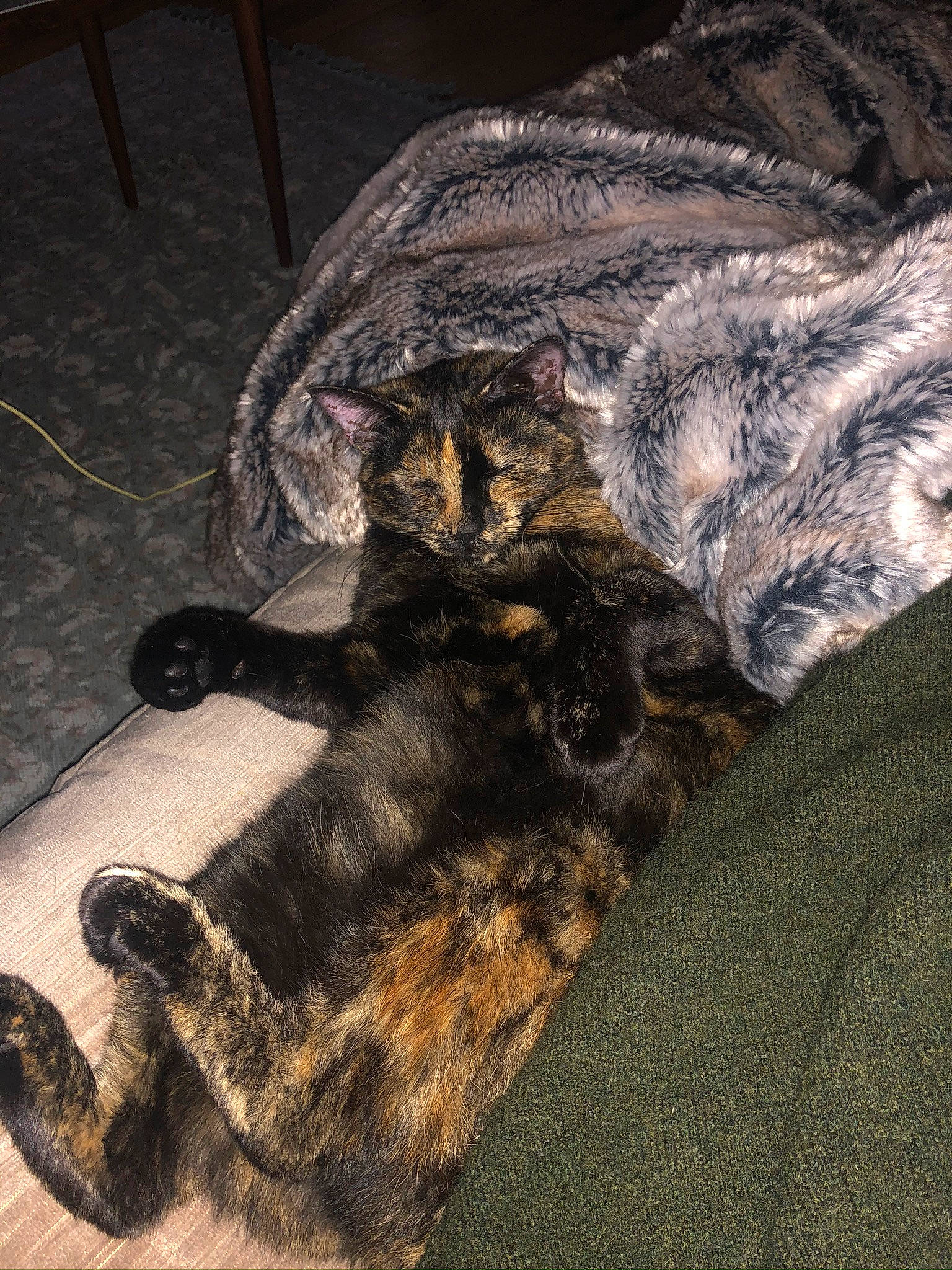 Bigout participe au concours pour gagner de l'argent avec cette photo : carnivore, cat, domestic_short_haired_cat, dragon_li, european_shorthair, felidae, fur, paw, small_to_medium_sized_cats, tabby_cat, tail, whiskers