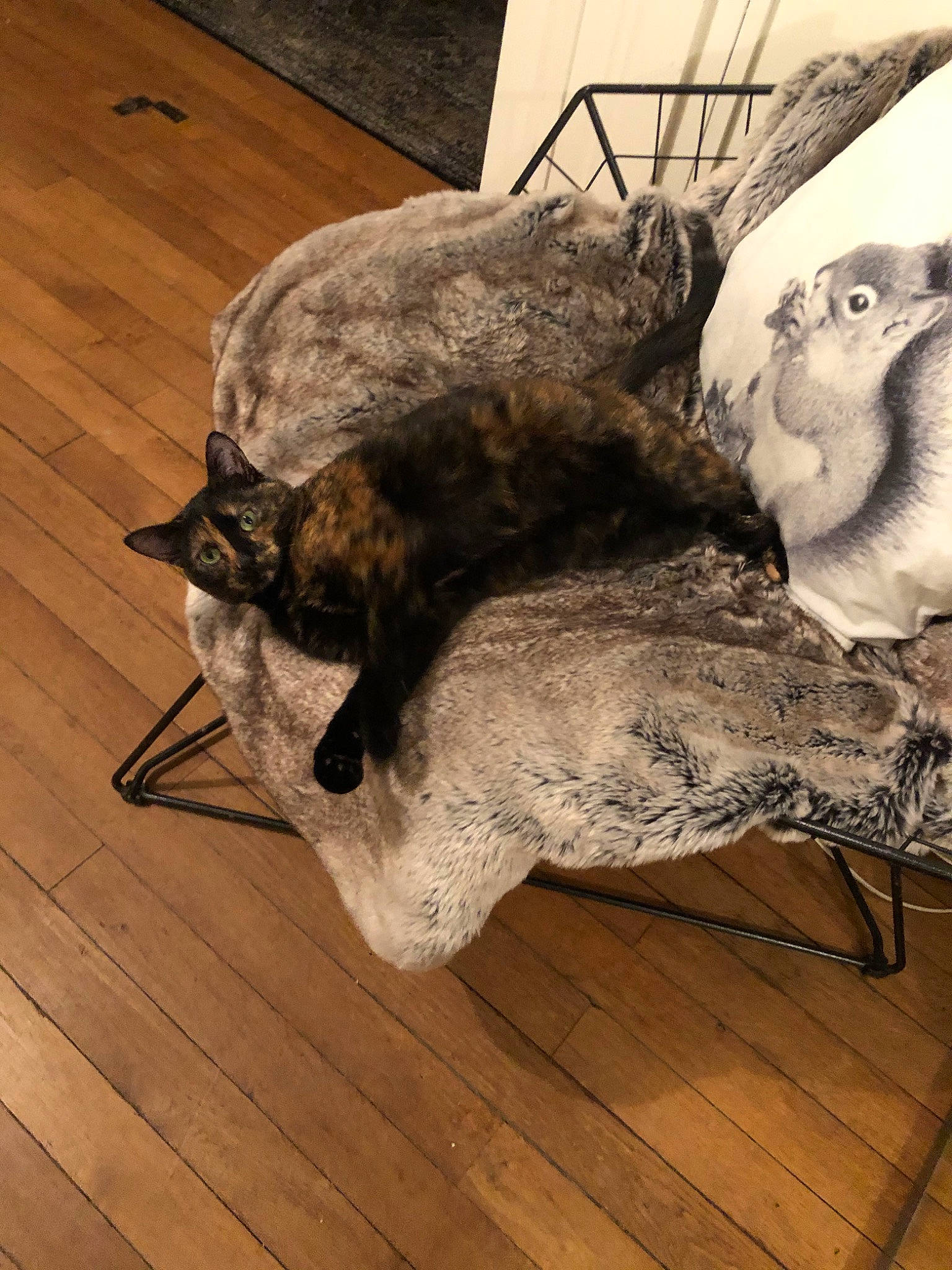 Bigout a rejoint le concours — aidez-le/la à gagner de superbes lots ! canidae, carnivore, dog, dog_breed, floor, galgo_espanol, non_sporting_group, sporting_group, tail, whiskers, wood