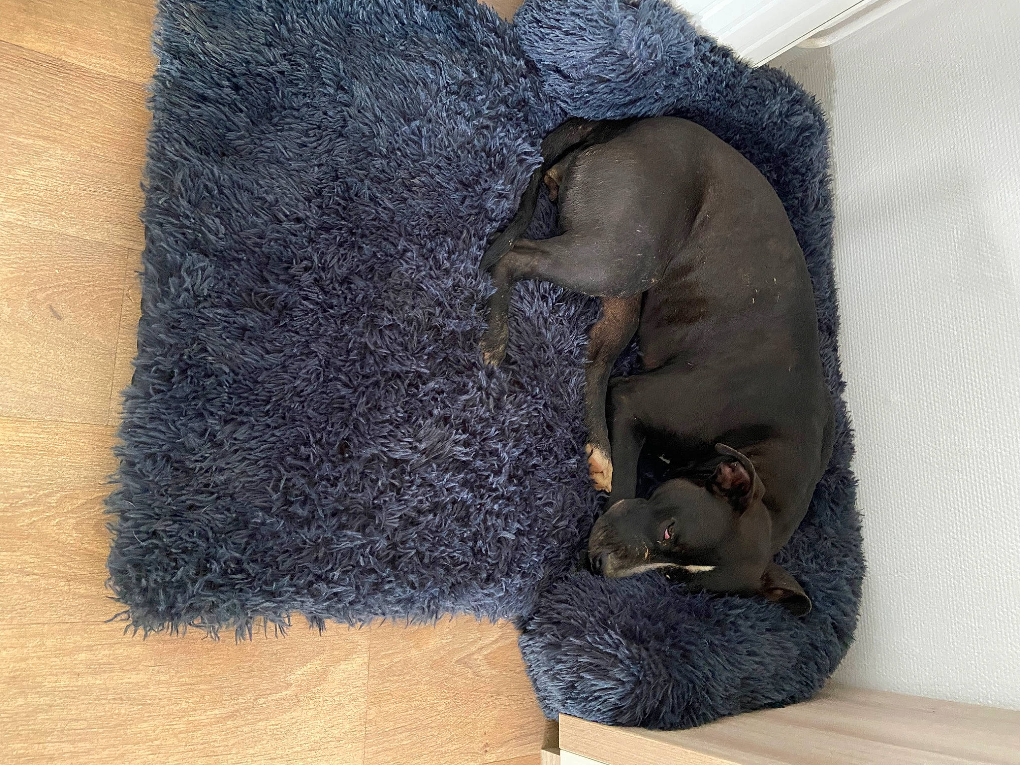 Trinita participe au concours pour gagner de l'argent avec cette photo : art, carnivore, cat_supply, comfort, dog_breed, door_mat, elephant, felidae, flooring, fur, grey, natural_material, paw, pet_supply, small_to_medium_sized_cats, sporting_group, tail, terrestrial_animal, visual_arts, working_animal