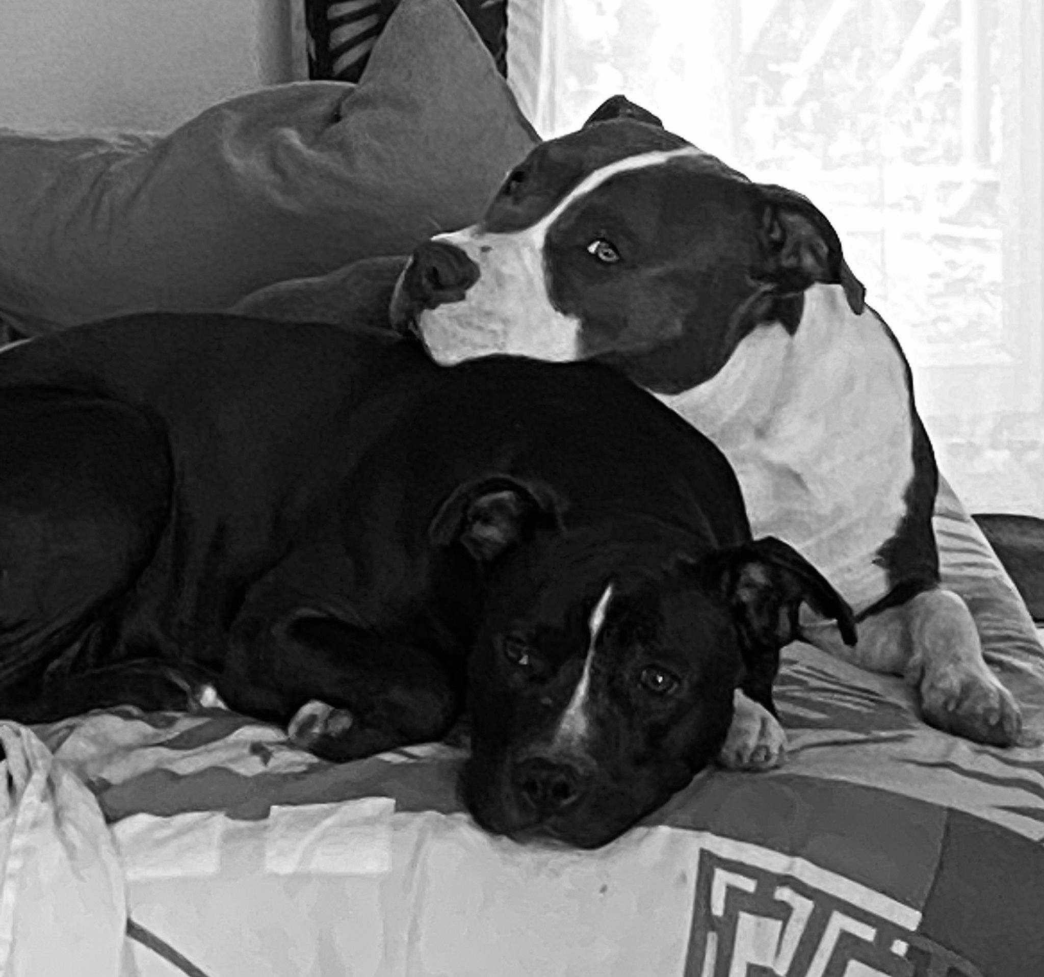 Trinita a rejoint le concours — aidez-le/la à gagner de superbes lots ! black, bored, canidae, carnivore, comfort, companion_dog, couch, dog, dog_breed, dog_supply, grey, monochrome, monochrome_photography, non_sporting_group, snout, sporting_group, terrestrial_animal, whiskers, white, working_animal