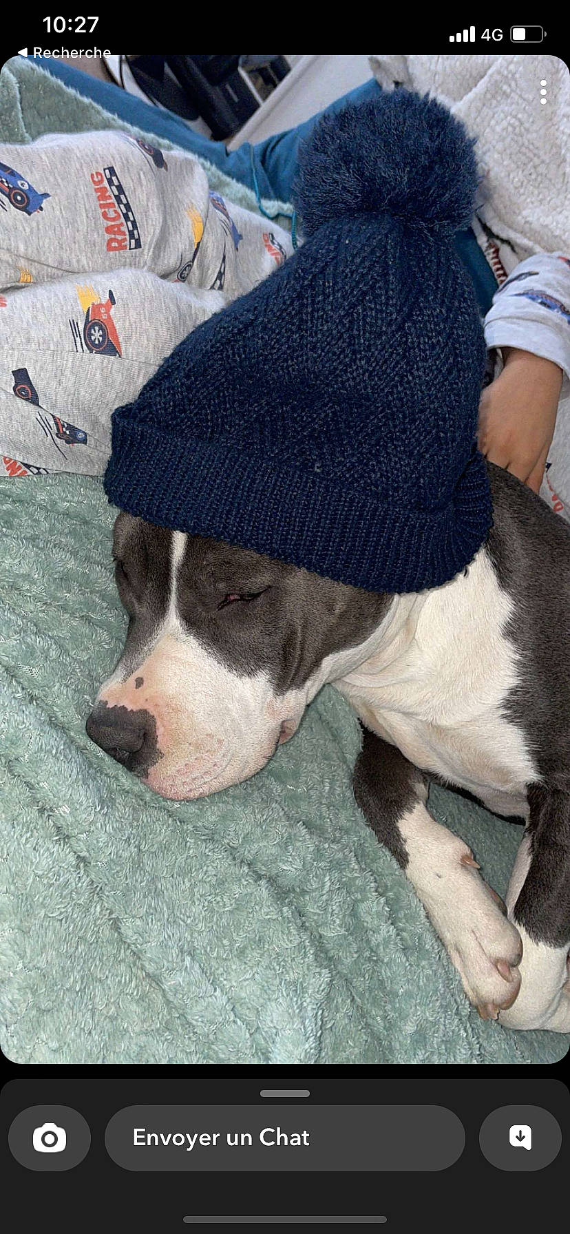 Trinita a rejoint le concours — aidez-le/la à gagner de superbes lots ! canidae, carmine, carnivore, comfort, companion_dog, creative_arts, dog, dog_breed, fawn, fur, non_sporting_group, pattern, snout, sporting_group, terrestrial_animal, working_animal