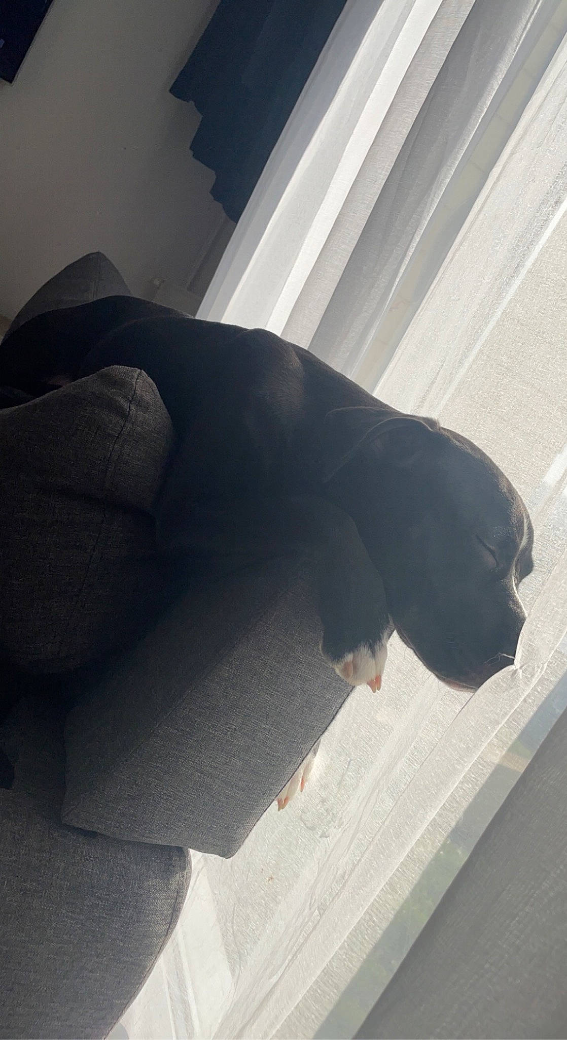 Trinita participe au concours pour gagner de l'argent avec cette photo : abdomen, carnivore, comfort, companion_dog, dog, dog_breed, elbow, flooring, fur, guard_dog, human_leg, knee, shadow, sitting, sleeve, tail, thigh, tints_and_shades, waist, wood