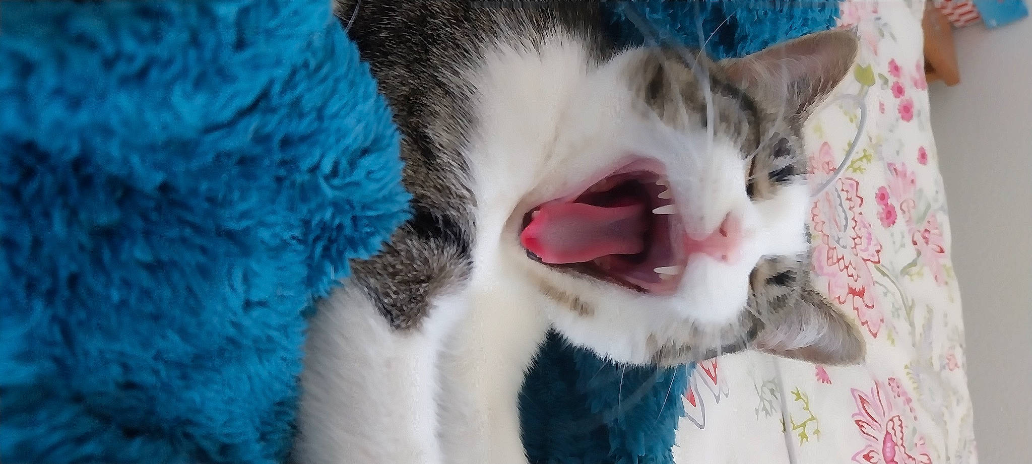 Cosette a rejoint le concours — aidez-le/la à gagner de superbes lots ! carnivore, cat, claw, close_up, domestic_short_haired_cat, fang, felidae, fur, iris, paw, plant, small_to_medium_sized_cats, snout, tail, tree, whiskers, wool, yawn