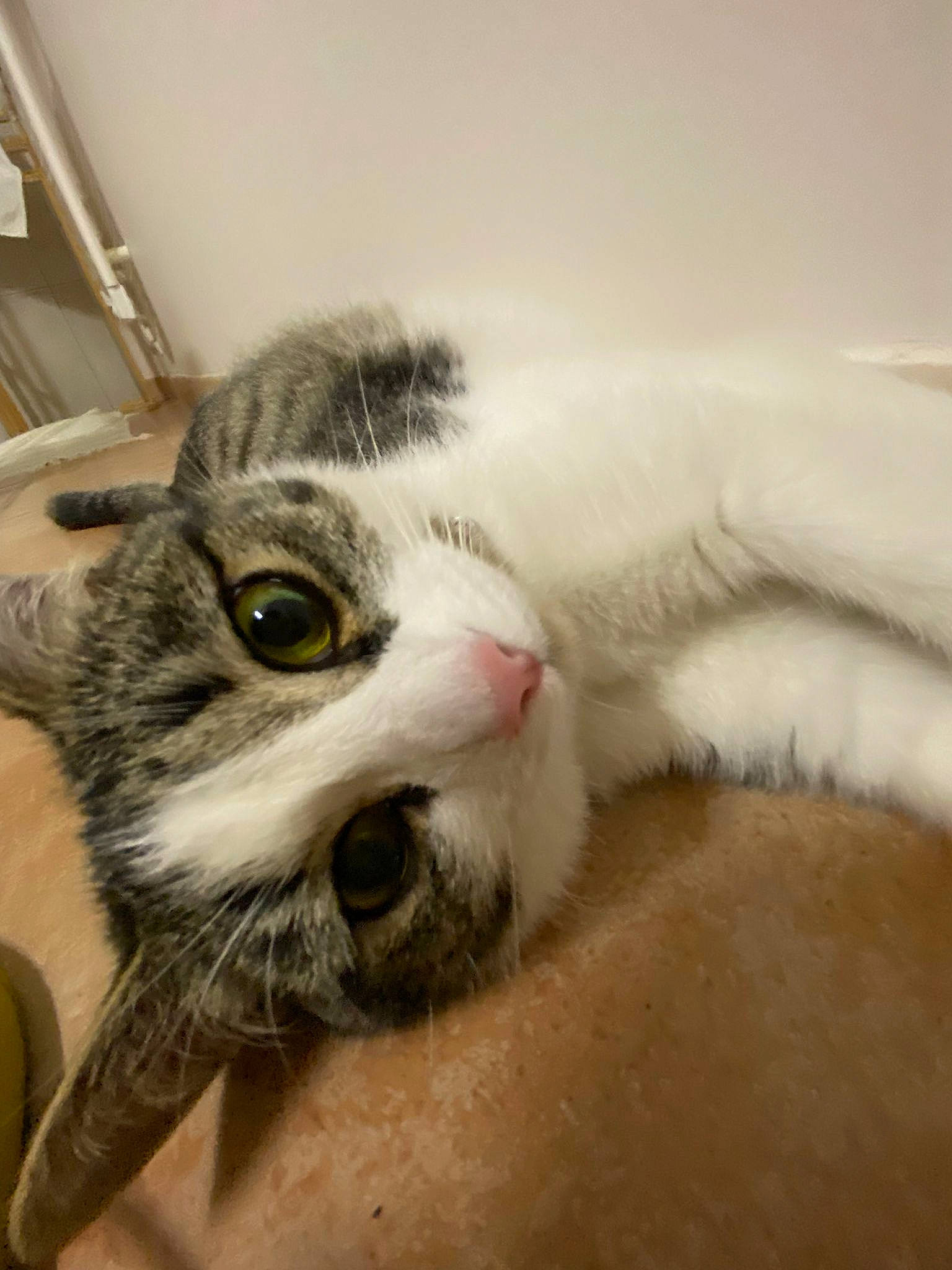 Cosette participe au concours pour gagner de l'argent avec cette photo : carnivore, cat, claw, comfort, domestic_short_haired_cat, ear, eye, eyelash, felidae, fur, iris, paw, shelf, small_to_medium_sized_cats, snout, whiskers