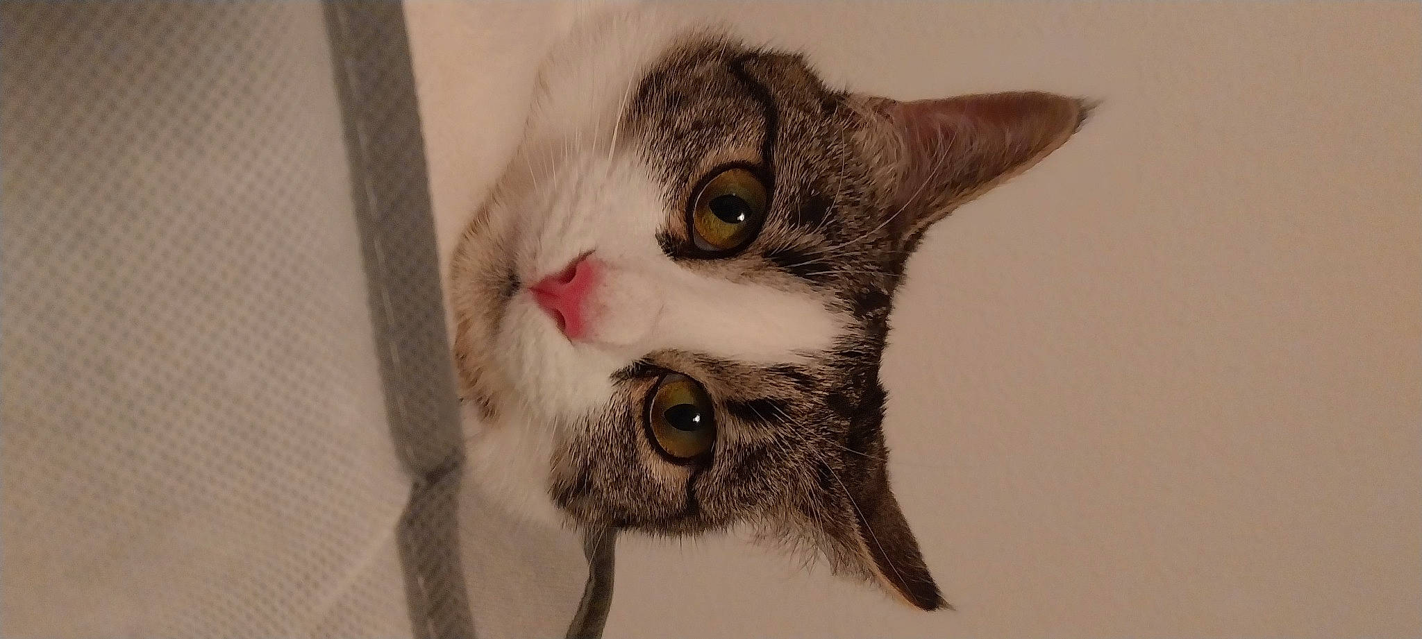 Cosette participe au concours pour gagner de l'argent avec cette photo : art, carnivore, cat, domestic_short_haired_cat, ear, eyelash, felidae, fur, iris, moustache, painting, paw, small_to_medium_sized_cats, snout, whiskers