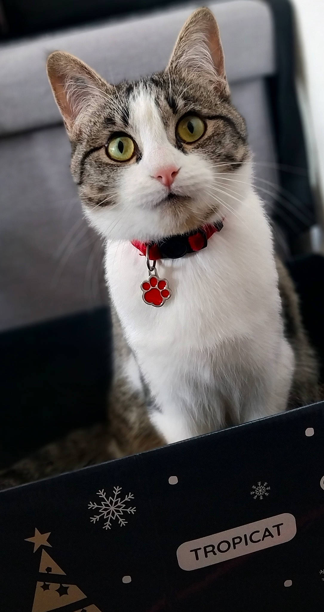 Cosette participe au concours pour gagner de l'argent avec cette photo : box, carnivore, cat, collar, domestic_short_haired_cat, door, felidae, fur, paw, small_to_medium_sized_cats, tree, whiskers, white, window