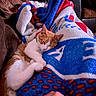 cat, sleeping, blanket, couch, cozy, indoor, pet, fur, relaxing, ginger_cat, white_cat, hand, pillow, soft, home, comfort, resting, domestic, animal, feline