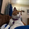 Nala is registered to the contest to win money with this photo: cat, orange_and_white, collar, pet, indoor, blanket, feline, closeup, fur, whiskers, relaxed, curious, animal, domestic, portrait, soft_background, tag, purple_collar, paws, resting