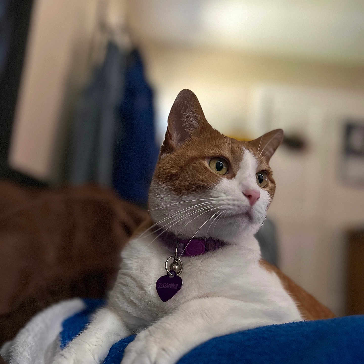 Nala is registered to the contest to win money with this photo: cat, orange_and_white, collar, pet, indoor, blanket, feline, closeup, fur, whiskers, relaxed, curious, animal, domestic, portrait, soft_background, tag, purple_collar, paws, resting