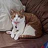 Nala is registered to the contest to win money with this photo: cat, orange_cat, white_cat, pet, collar, pink_collar, heart_tag, indoor, couch, brown_couch, pillow, white_pillow, fur, animal, cute, relaxed, looking_at_camera, whiskers, paw, tail