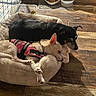 Peanut is registered to the contest to win money with this photo: dogs, puppies, black_dog, white_dog, sleeping, cuddling, pet_bed, indoor, wooden_floor, harness, pink_harness, cozy, relaxed, adorable, animals, companionship, resting, floppy_ears, pet_supplies, home