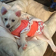 Peanut is registered to the contest to win money with this photo: puppy, dog, white_dog, pet, animal, cute, sleeping, lying_down, bed, blanket, pajamas, clothing, pink, flamingo_pattern, fluffy, indoors, portrait, closeup, collar, playful