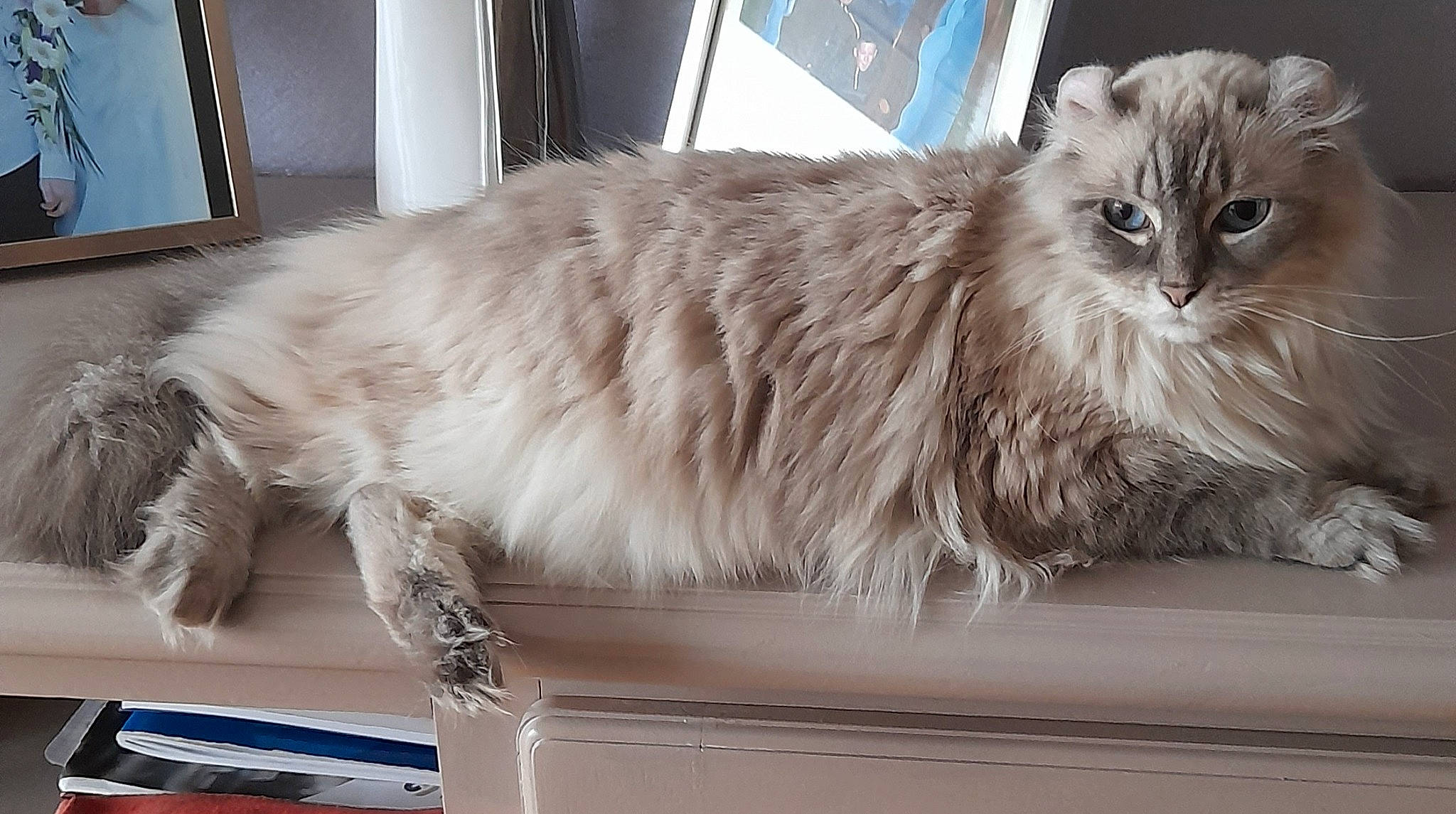 Mira a rejoint le concours — aidez-le/la à gagner de superbes lots ! box, british_longhair, carnivore, cat, claw, comfort, fawn, felidae, fur, mammal, paw, small_to_medium_sized_cats, snout, tail, terrestrial_animal, vertebrate, whiskers, window