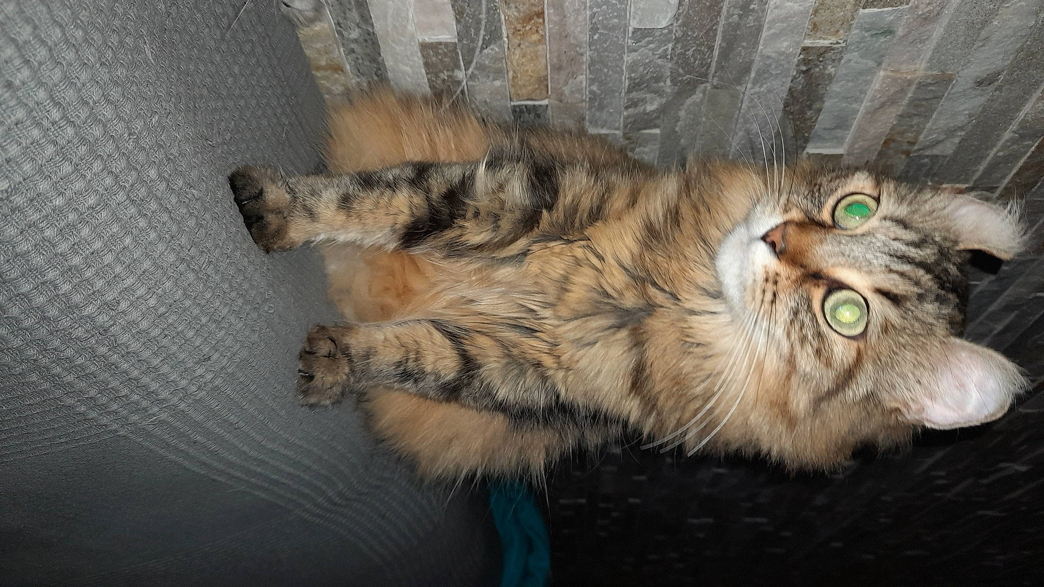 Oreo a rejoint le concours — aidez-le/la à gagner de superbes lots ! carnivore, cat, claw, domestic_short_haired_cat, eye, felidae, fur, maine_coon, paw, small_to_medium_sized_cats, snout, tail, terrestrial_animal, whiskers, wildlife