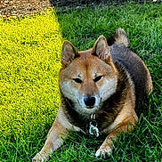 Willow is registered to the contest to win money with this photo: dog, shiba_inu, canine, pet, animal, grass, outdoor, backyard, garden, lying_down, sitting, pointed_ears, curled_tail, brown_fur, black_fur, white_chest, collar, dog_tags, sunlight, wooden_fence