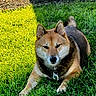 dog, shiba_inu, canine, pet, animal, grass, outdoor, backyard, garden, lying_down, sitting, pointed_ears, curled_tail, brown_fur, black_fur, white_chest, collar, dog_tags, sunlight, wooden_fence