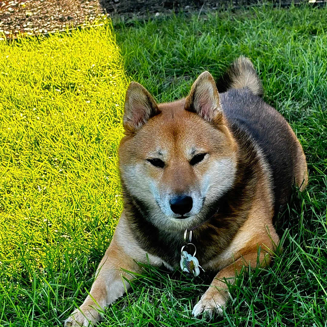 Willow is registered to the contest to win money with this photo: dog, shiba_inu, canine, pet, animal, grass, outdoor, backyard, garden, lying_down, sitting, pointed_ears, curled_tail, brown_fur, black_fur, white_chest, collar, dog_tags, sunlight, wooden_fence