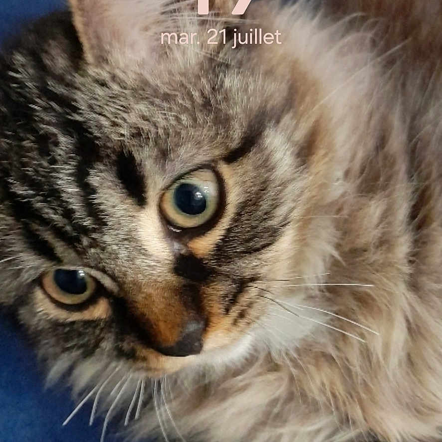 Cappuccino a rejoint le concours — aidez-le/la à gagner de superbes lots ! cat, kitten, tabby, fluffy, fur, whiskers, eyes, ears, nose, animal, pet, portrait, close_up, indoor, blue_background, smartphone, lock_screen, clock, photograph, cute
