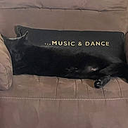 Doudou participe au concours pour gagner de l'argent avec cette photo : black_cat, cat, pillow, armchair, furniture, indoor, pet, sleeping, resting, cozy, beige, fabric, text_on_pillow, animal, cute, relaxation, home, quiet, domestic, soft