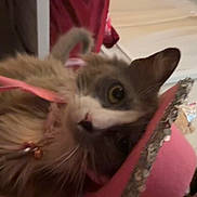 Lottie is registered to the contest to win money with this photo: animal, cat, closeup, collar, costume, cowboy_hat, curious, cute, domestic, face, feline, fluffy, headwear, indoor, pet, pink_hat, portrait, soft_lighting, whiskers, wide_eyes