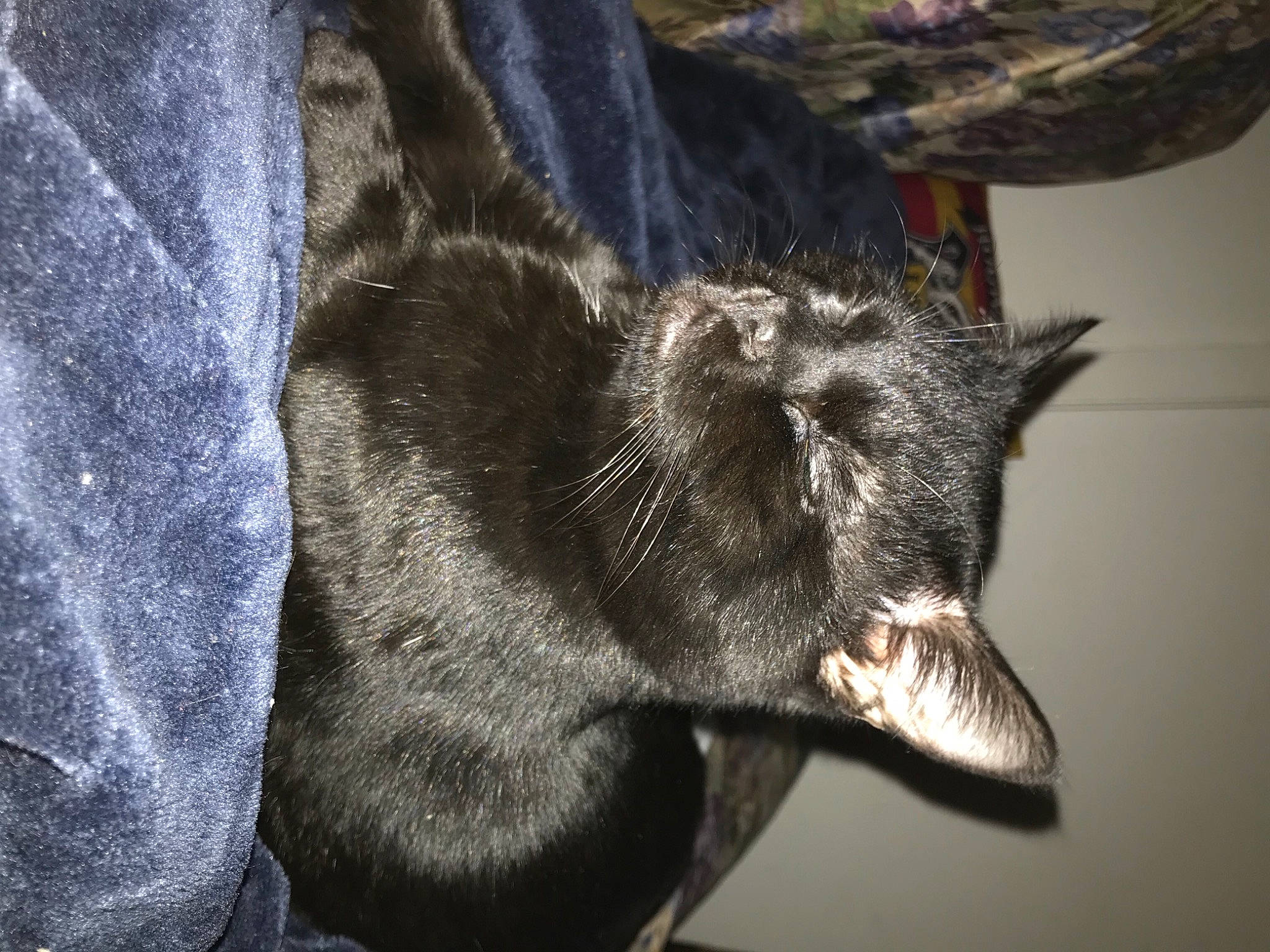 Plumo a rejoint le concours — aidez-le/la à gagner de superbes lots ! black_cat, canidae, carnivore, cat, claw, close_up, dog_breed, domestic_short_haired_cat, ear, electric_blue, felidae, fur, grey, human_leg, plant, small_to_medium_sized_cats, snout, tail, terrestrial_animal, whiskers