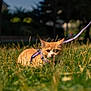 Pedropascal a rejoint le concours — aidez-le/la à gagner de superbes lots ! animal, cat, closeup, crouching, curious, daylight, feline, focused, grass, greenery, harness, leash, nature, orange_tabby, outdoor, park, pet, purple_harness, sunlight, wildlife