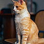 animal, background_blur, cat, chair, cozy, curious, cute, domestic, feline, fur, furniture, indoor, orange_cat, pet, portrait, side_view, sitting, soft_lighting, whiskers, white_cat