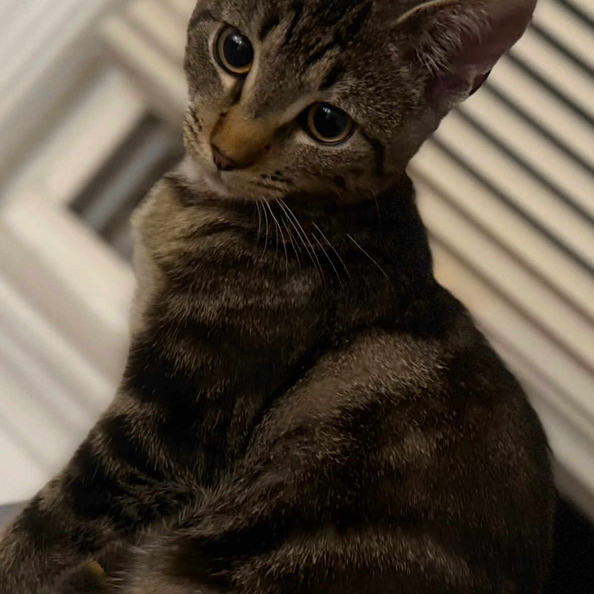 Pepper joined the competition — help win amazing prizes! animal, cat, closeup, curious, cute, domestic, ears, eyes, feline, fur, household, indoor, pet, portrait, sitting, soft_light, striped, tabby, whiskers, window_blinds