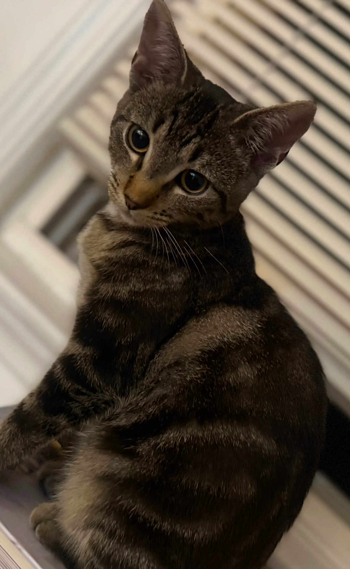 Pepper joined the competition — help win amazing prizes! cat, tabby, indoor, pet, animal, fur, whiskers, ears, eyes, curious, sitting, closeup, portrait, domestic, feline, striped, soft_light, window_blinds, household, cute