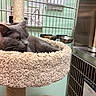 Willow is registered to the contest to win money with this photo: animal, cage, carpeted_perch, cat, cat_tree, closeup, cozy, feline, food_bowls, fur, gray_cat, indoor, metal_bars, pet, relaxed, resting, shelter, sign, veterinary, yellow_eyes