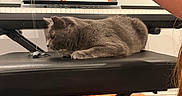 Willow joined the competition — help win amazing prizes! animal, arm, carpet, cat, cozy, floor, furniture, gray_cat, human, indoor, keyboard, leisure, music, orange_blanket, pet, piano_bench, playing, relaxing, sheet_music, toy_spider
